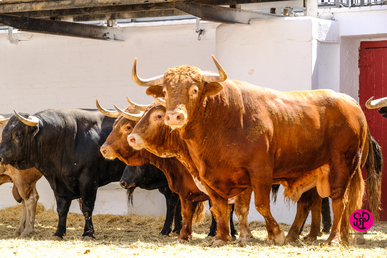 Sorteo, Valencia 29 de julio de 2018
