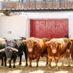 Sorteo, Valencia 29 de julio de 2018