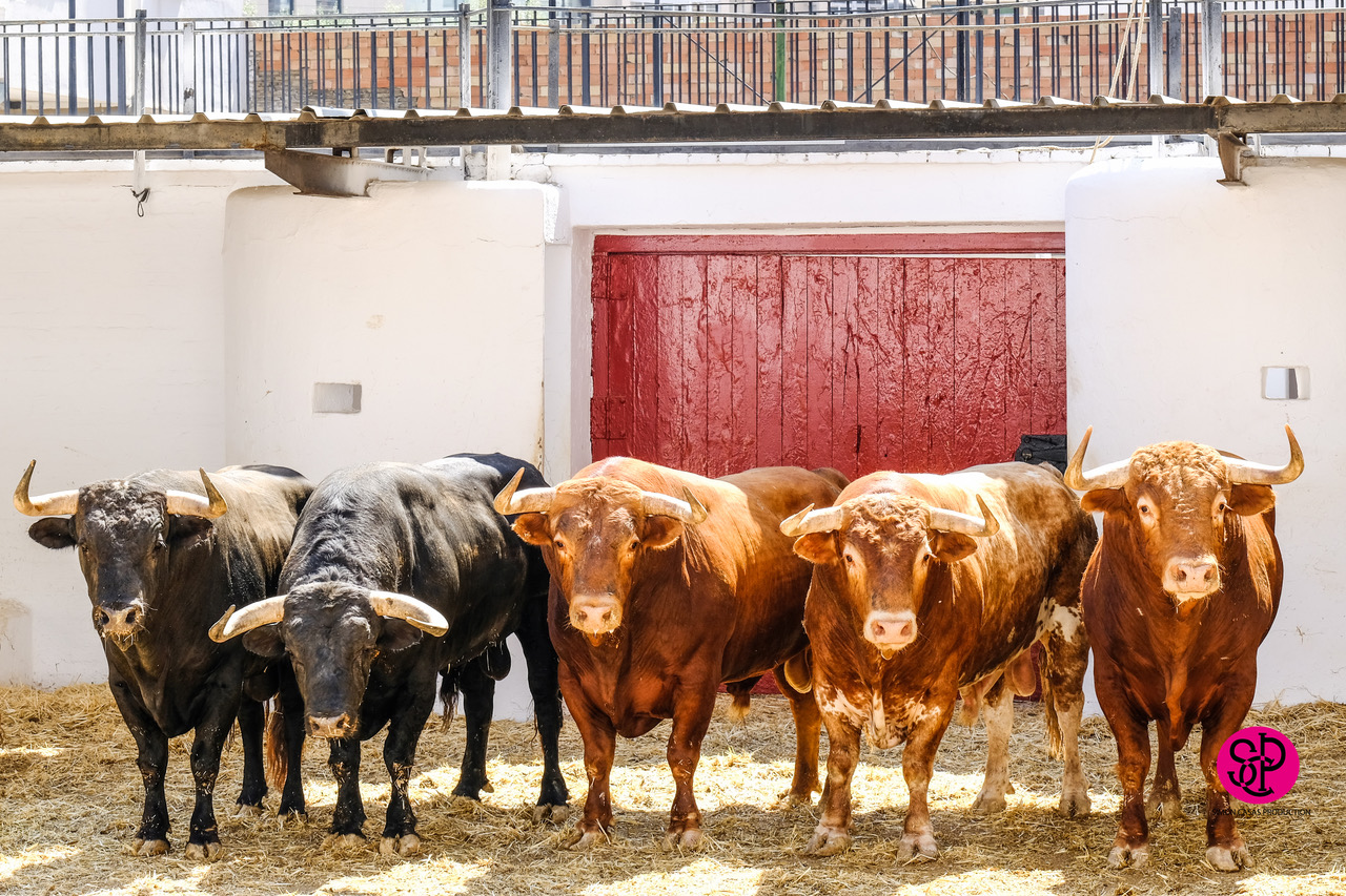 Sorteo, Valencia 29 de julio de 2018