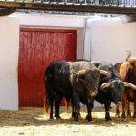 Sorteo, Valencia 29 de julio de 2018