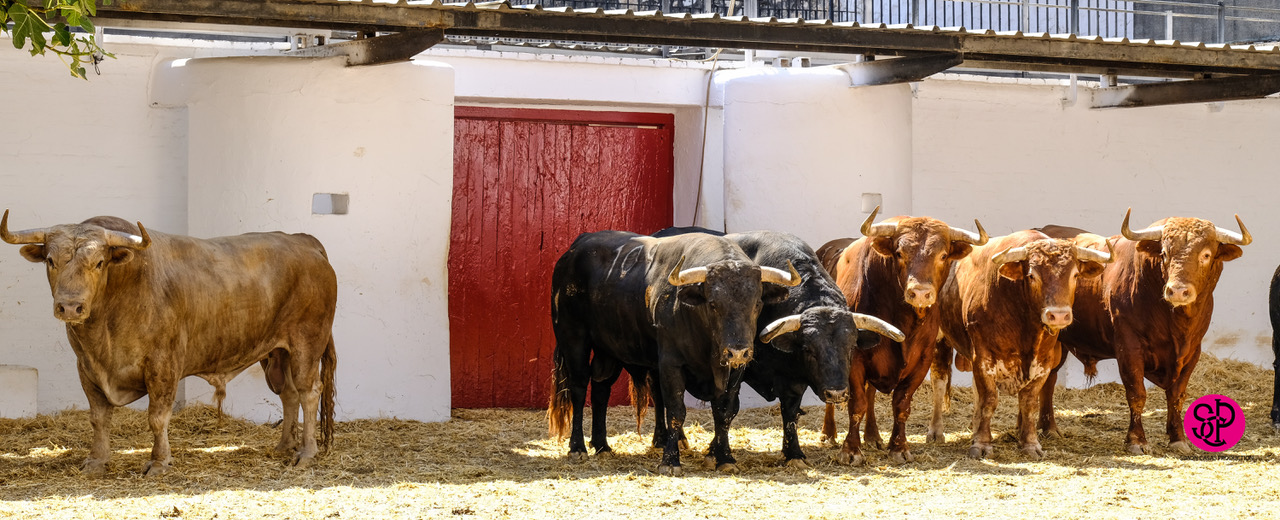 Sorteo, Valencia 29 de julio de 2018