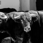 Sorteo, Valencia 29 de julio de 2018