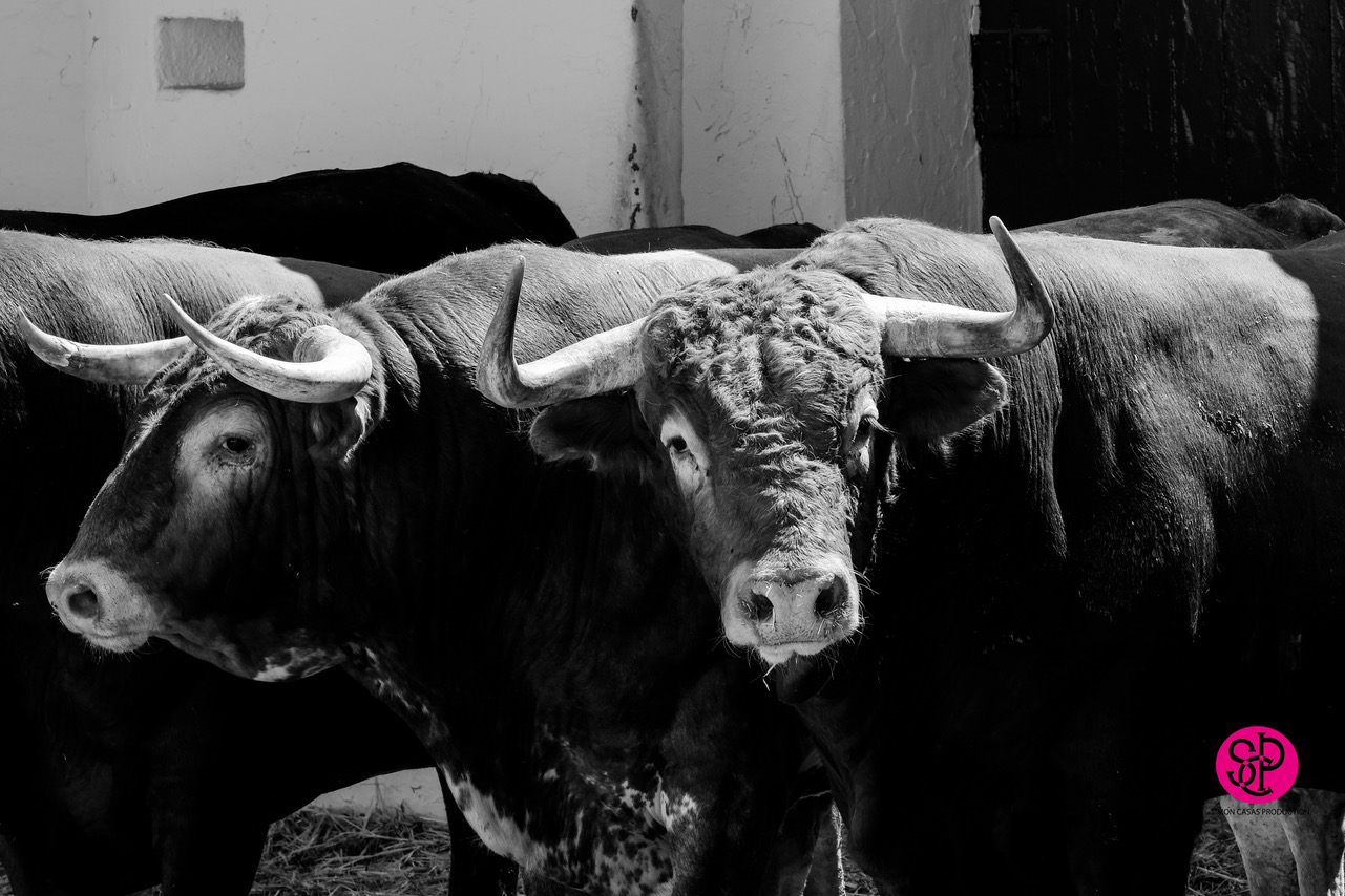 Sorteo, Valencia 29 de julio de 2018