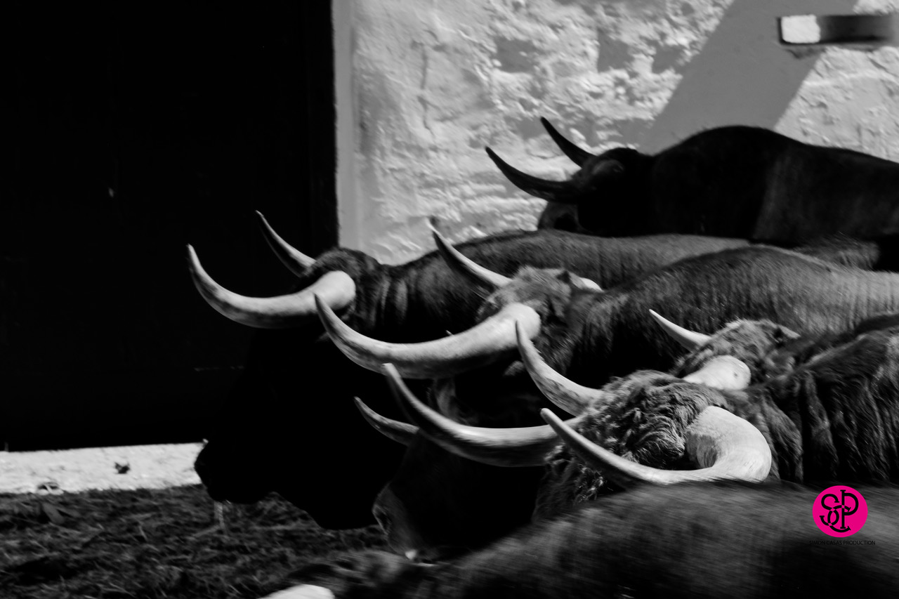 Sorteo, Valencia 29 de julio de 2018