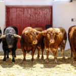 Sorteo, Valencia 29 de julio de 2018