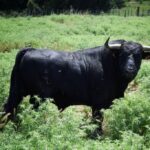 Novillo de Dos Hermanas