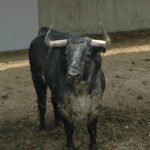 Pamplona - Toros del Cebada Gago para el 9 de julio de 2018
