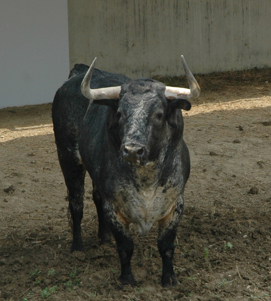 Pamplona - Toros del Cebada Gago para el 9 de julio de 2018