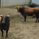 Pamplona - Toros del Cebada Gago para el 9 de julio de 2018