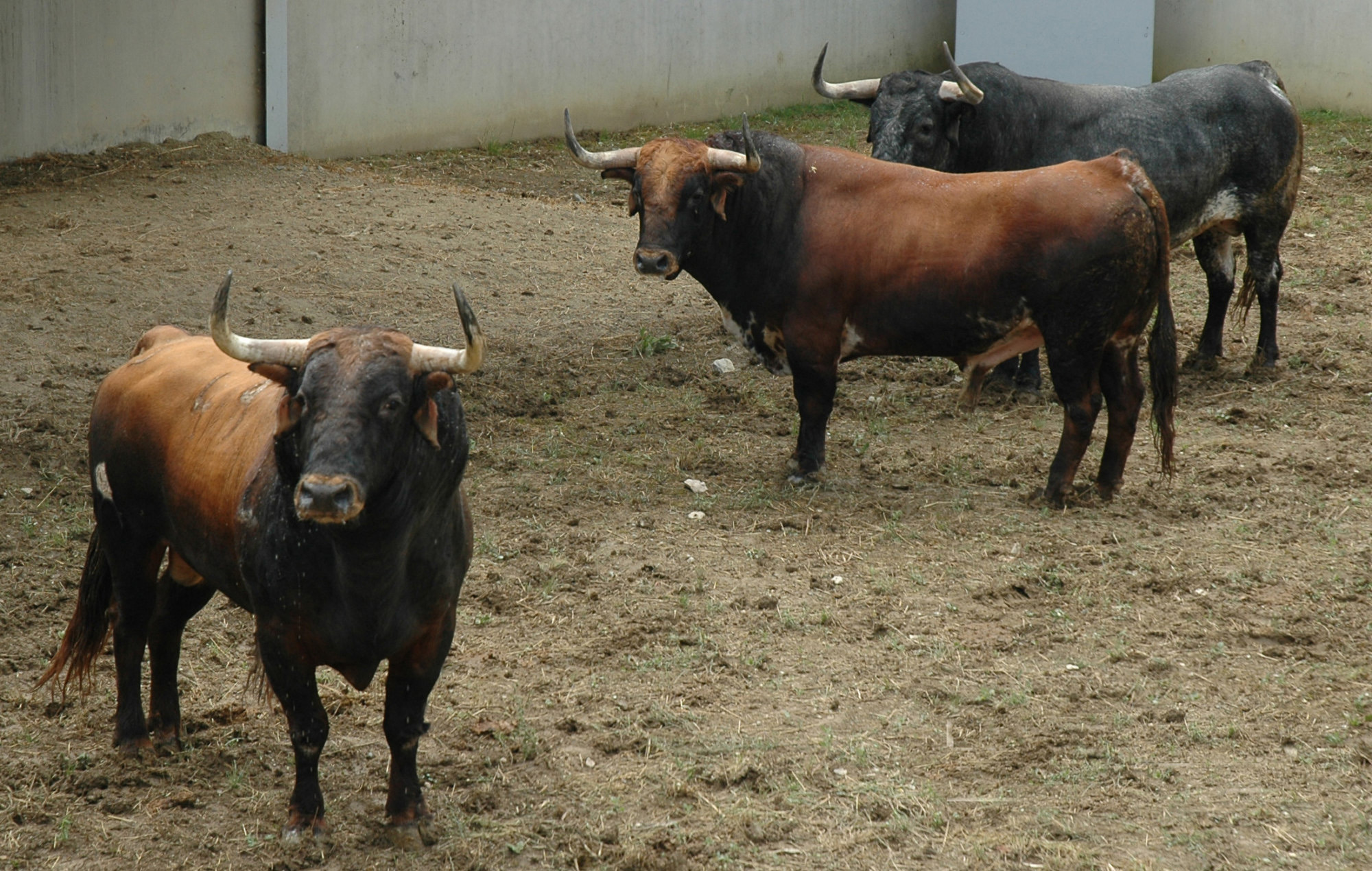 Pamplona - Toros del Cebada Gago para el 9 de julio de 2018
