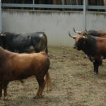 Pamplona - Toros del Cebada Gago para el 9 de julio de 2018
