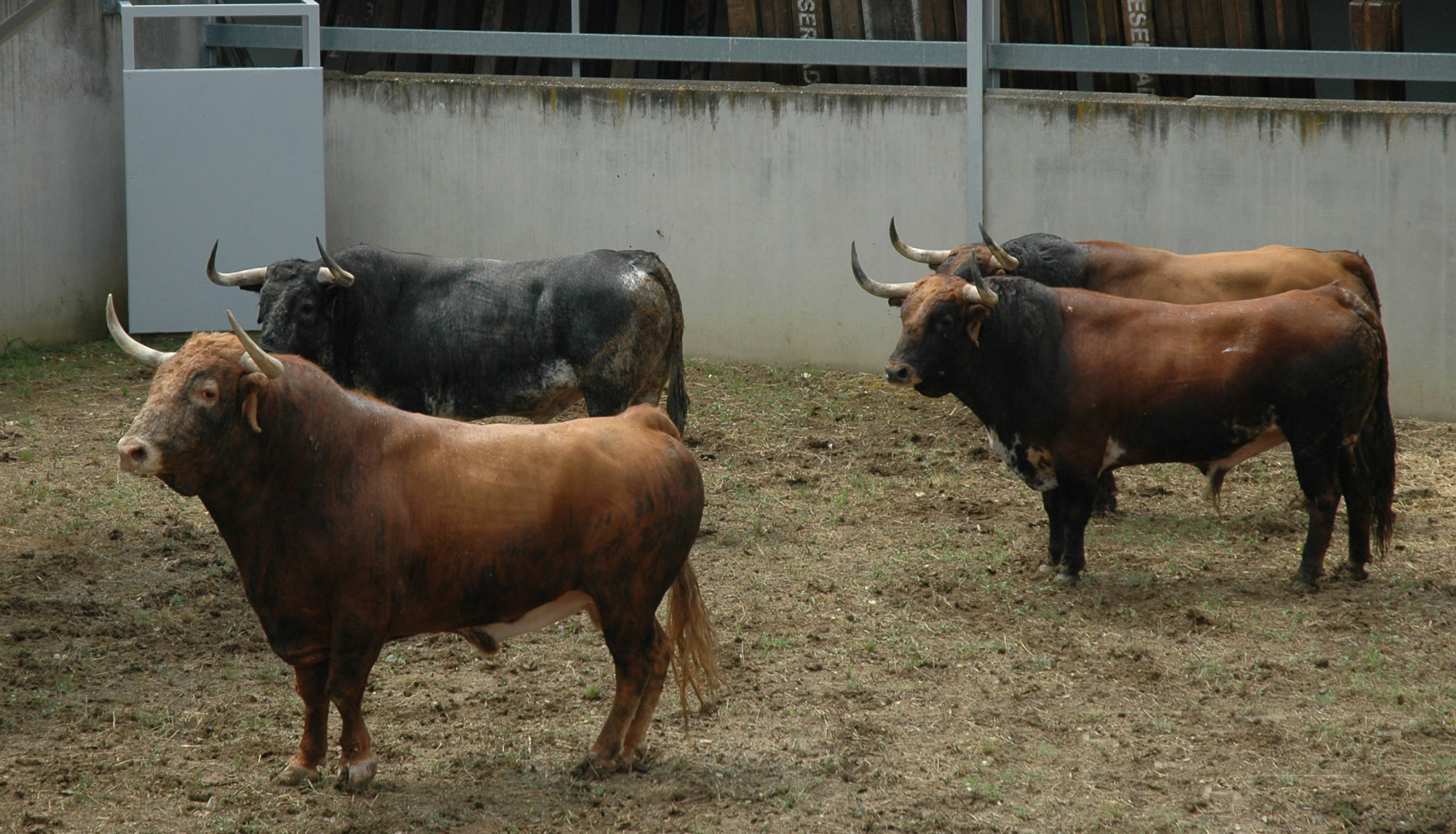 Pamplona - Toros del Cebada Gago para el 9 de julio de 2018