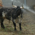 Pamplona - Toros del Cebada Gago para el 9 de julio de 2018