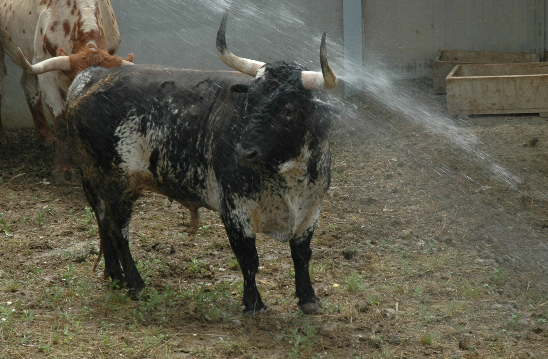Pamplona - Toros del Cebada Gago para el 9 de julio de 2018