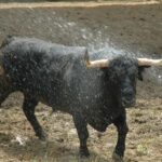 Pamplona - Toros del Cebada Gago para el 9 de julio de 2018
