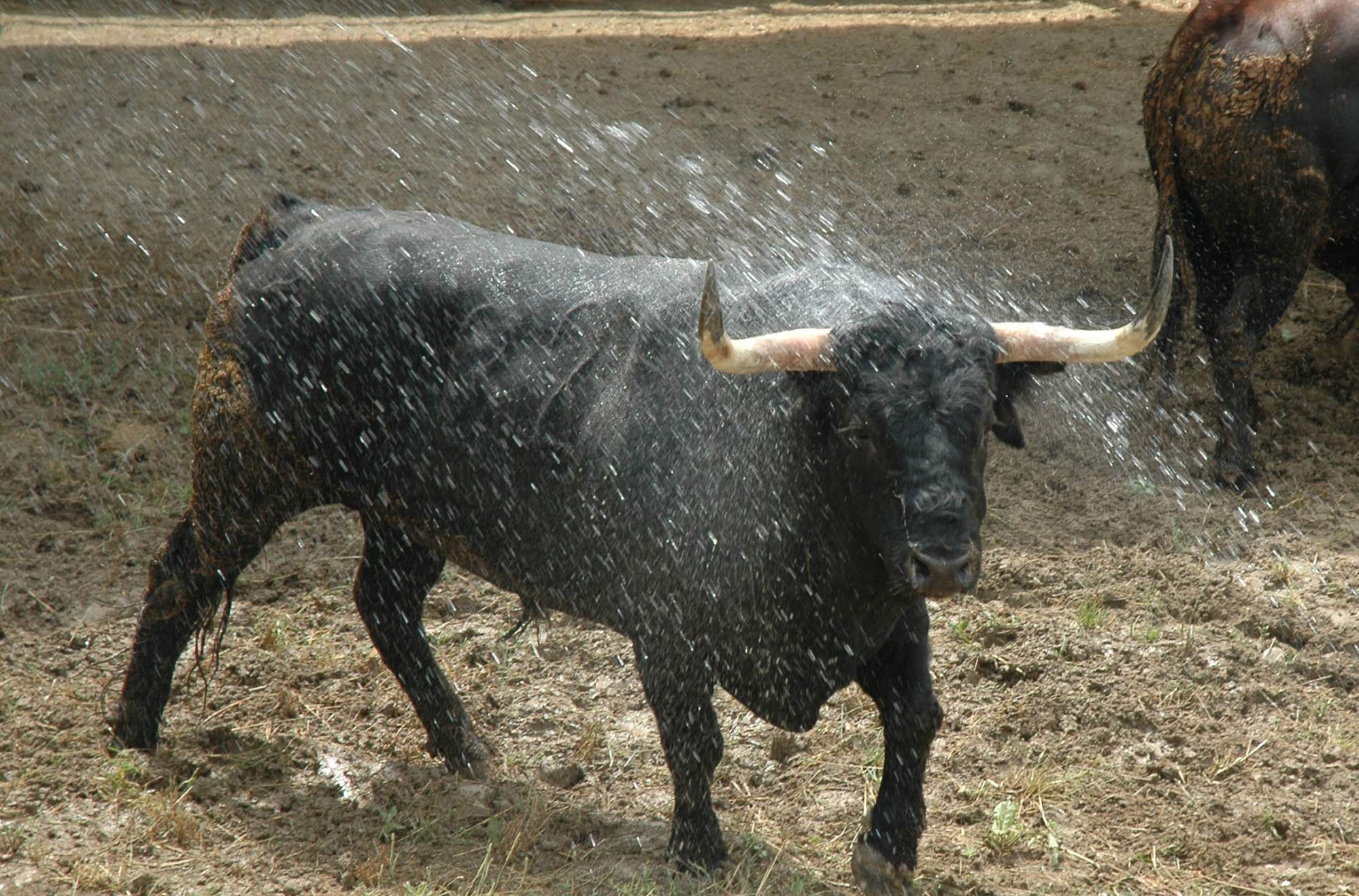 Pamplona - Toros del Cebada Gago para el 9 de julio de 2018