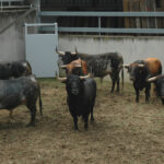 Pamplona - Toros del Cebada Gago para el 9 de julio de 2018