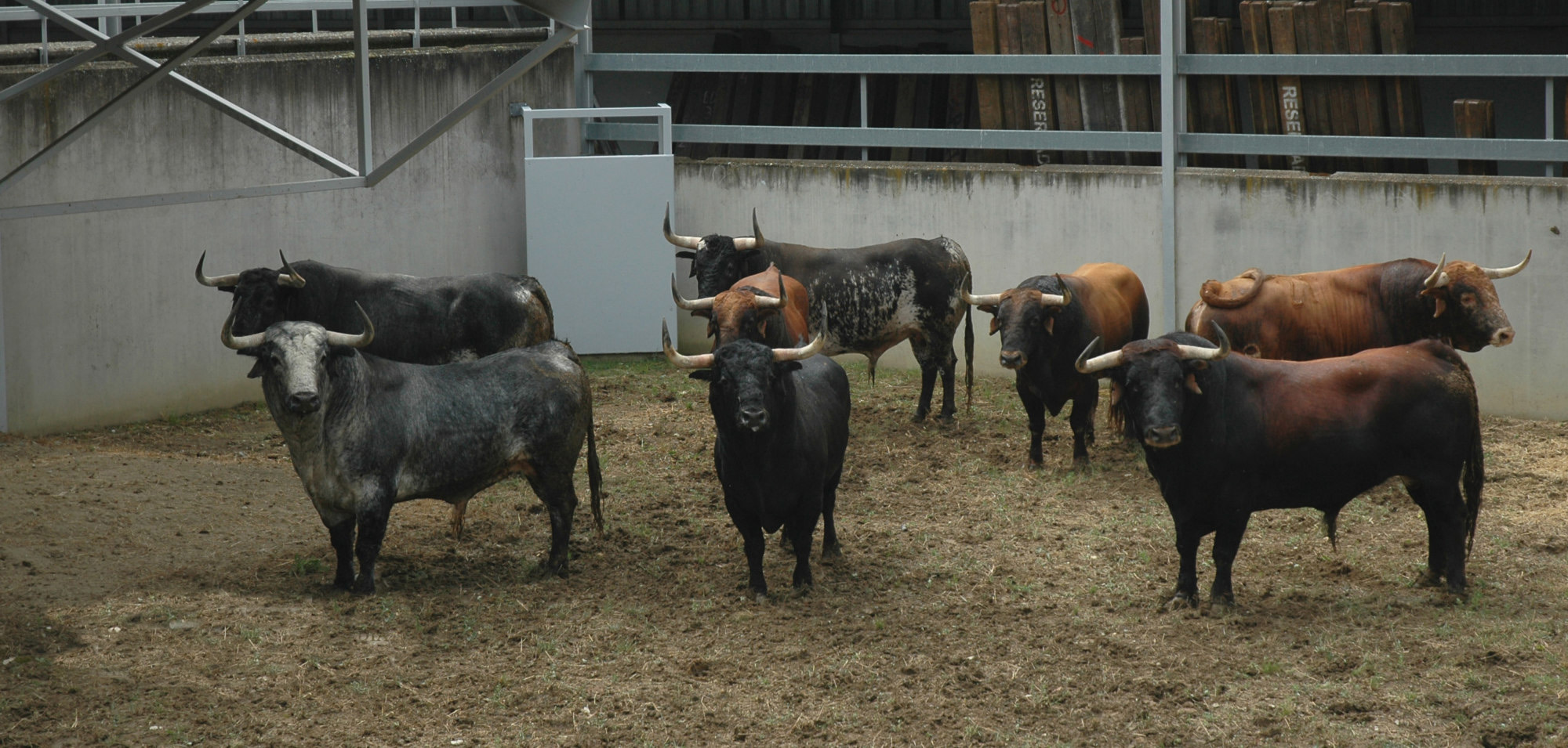 Pamplona - Toros del Cebada Gago para el 9 de julio de 2018