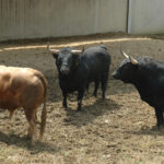 Pamplona - Toros del Fuente Ymbro para el 10 de julio de 2018