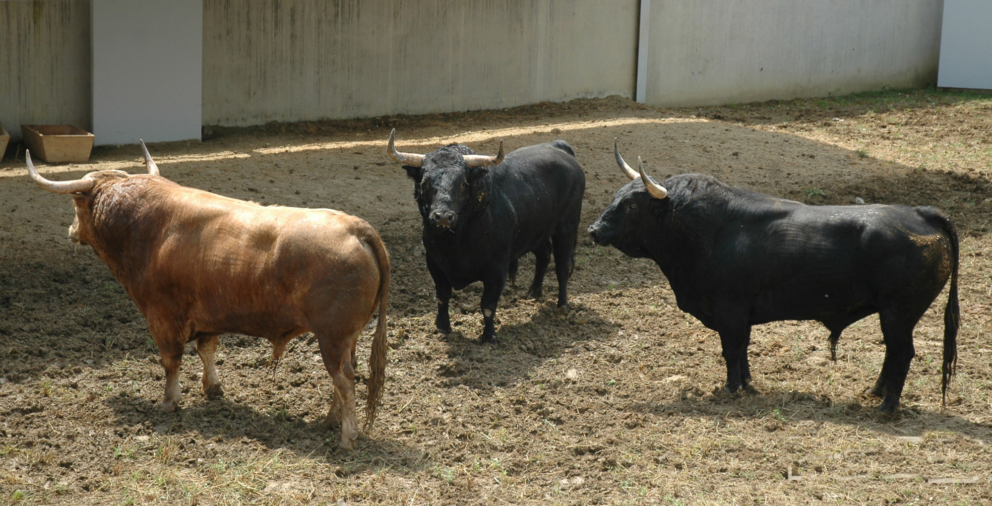 Pamplona - Toros del Fuente Ymbro para el 10 de julio de 2018