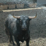 Pamplona - Toros del Fuente Ymbro para el 10 de julio de 2018