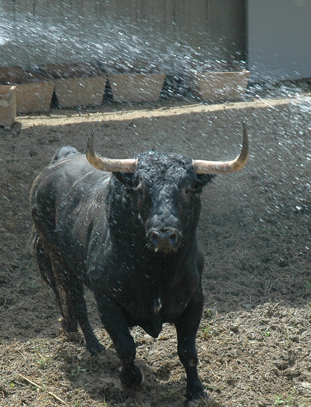 Pamplona - Toros del Fuente Ymbro para el 10 de julio de 2018