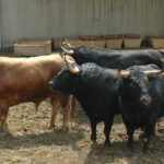 Pamplona - Toros del Fuente Ymbro para el 10 de julio de 2018