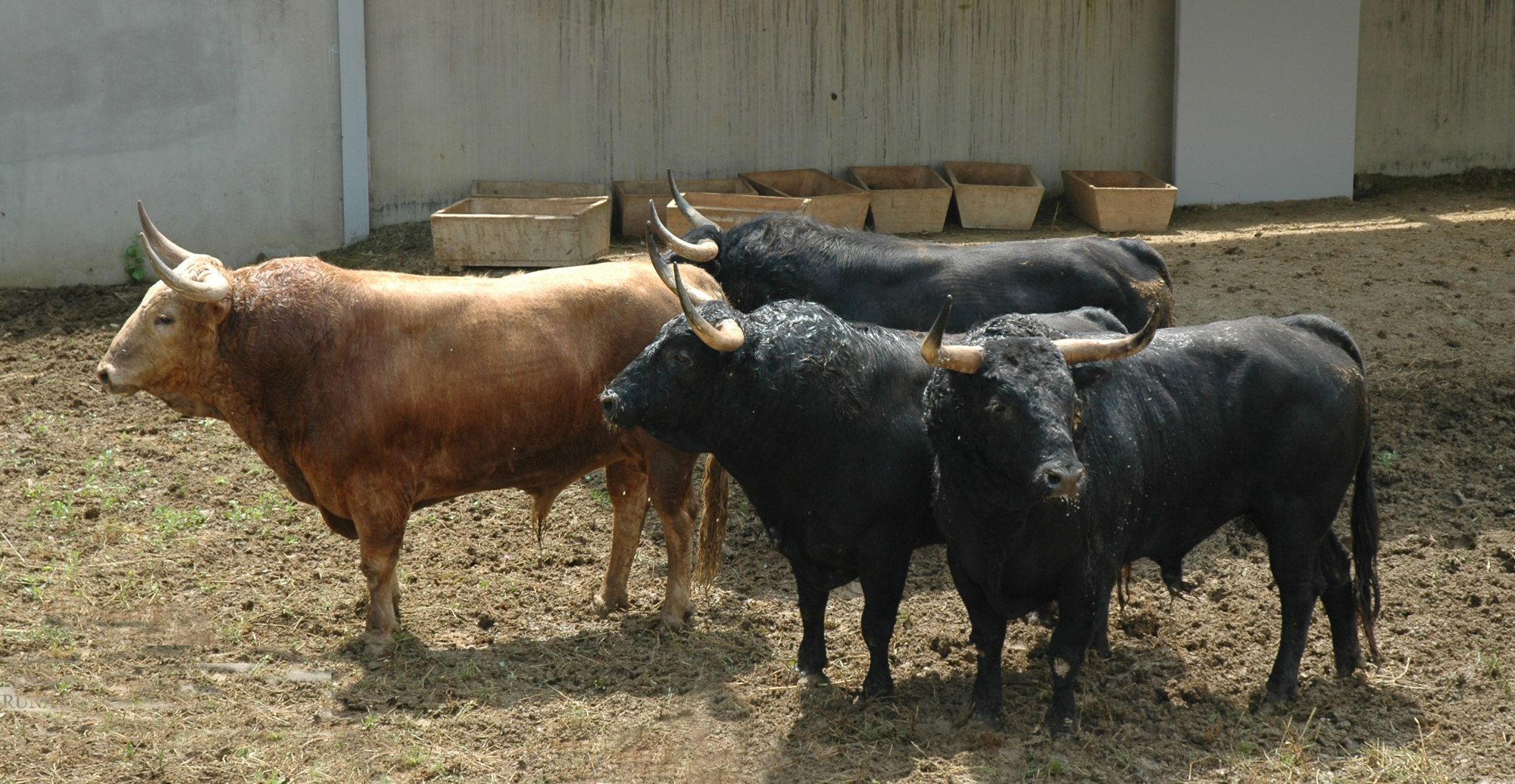 Pamplona - Toros del Fuente Ymbro para el 10 de julio de 2018