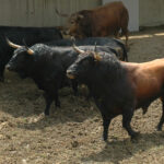 Pamplona - Toros del Fuente Ymbro para el 10 de julio de 2018