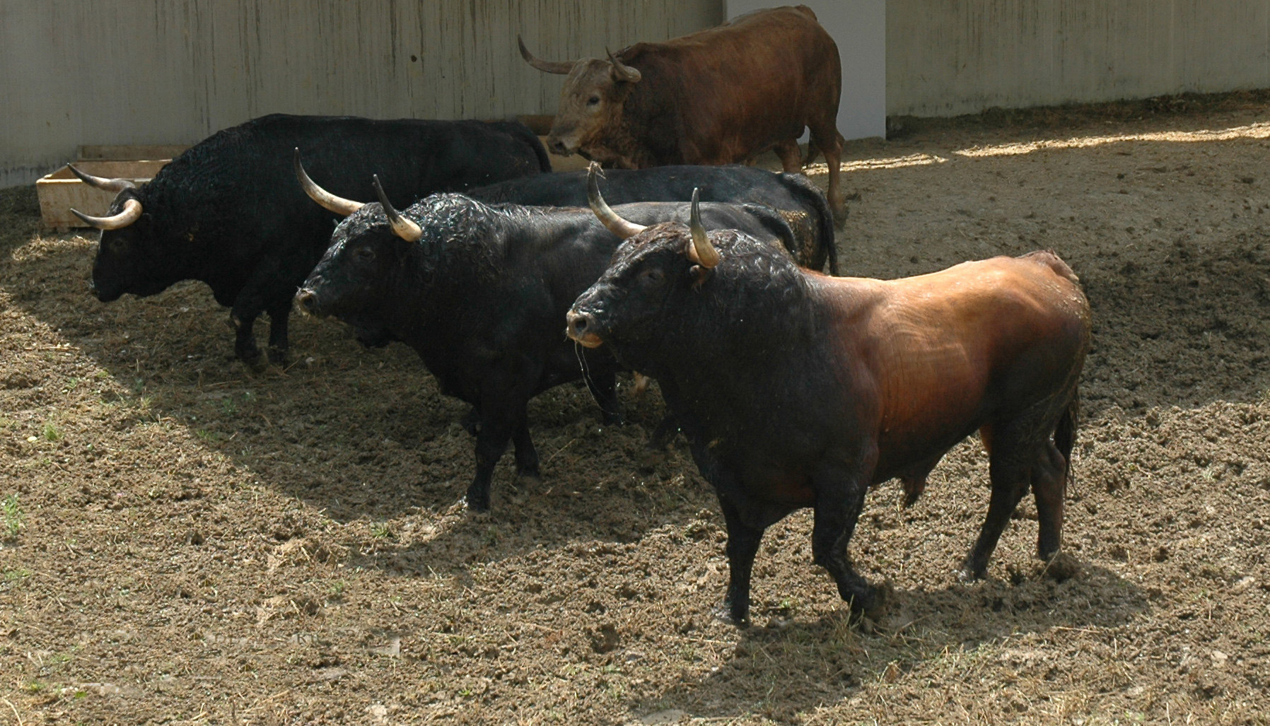 Pamplona - Toros del Fuente Ymbro para el 10 de julio de 2018