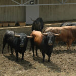 Pamplona - Toros del Fuente Ymbro para el 10 de julio de 2018