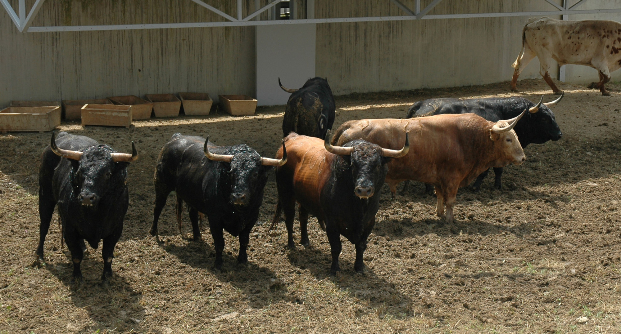 Pamplona - Toros del Fuente Ymbro para el 10 de julio de 2018