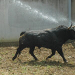 Pamplona - Toros del Fuente Ymbro para el 10 de julio de 2018