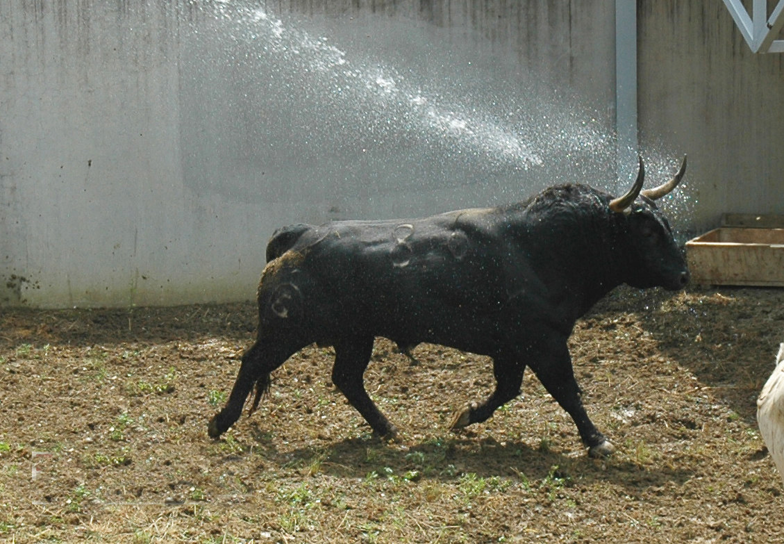 Pamplona - Toros del Fuente Ymbro para el 10 de julio de 2018