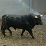 Pamplona - Toros del Fuente Ymbro para el 10 de julio de 2018