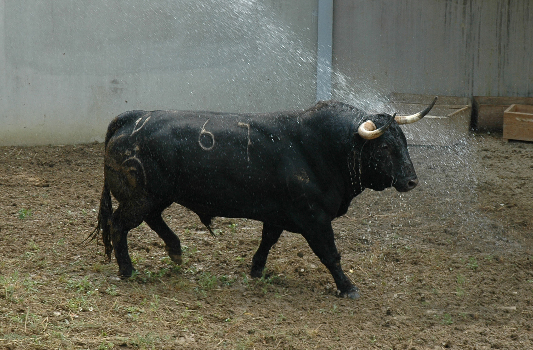 Pamplona - Toros del Fuente Ymbro para el 10 de julio de 2018