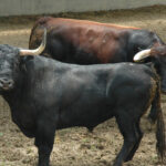 Pamplona - Toros del Cebada Gago para el 9 de julio de 2018