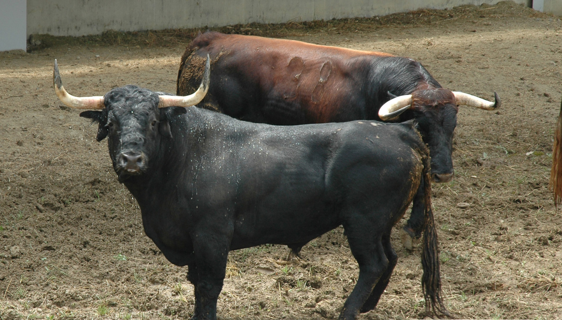 Pamplona - Toros del Cebada Gago para el 9 de julio de 2018