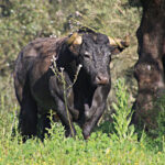 Toros de La Quinta para la Feria de San Ignacio de Azpeitia
