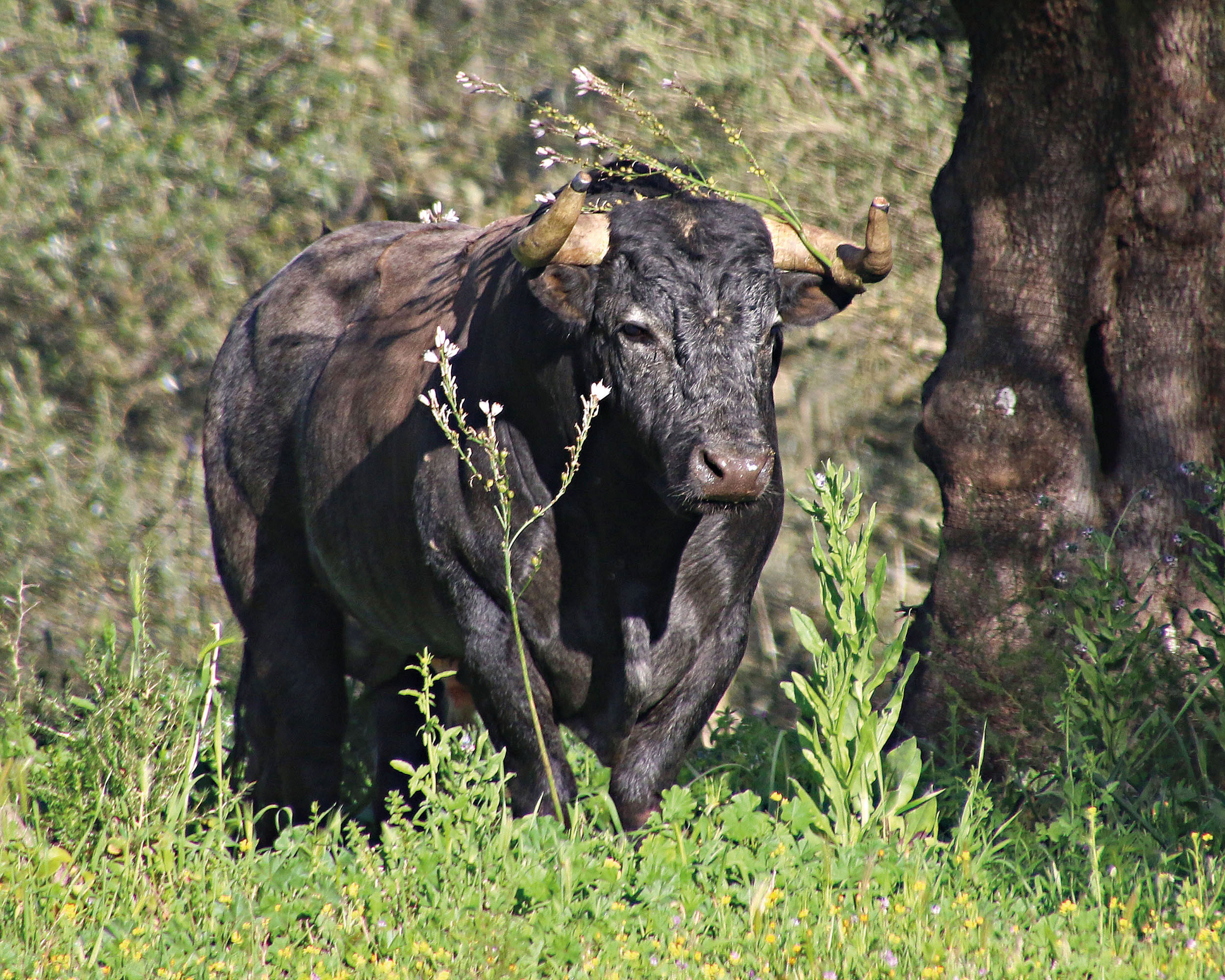 Toros de La Quinta para la Feria de San Ignacio de Azpeitia