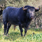Toros de La Quinta para la Feria de San Ignacio de Azpeitia