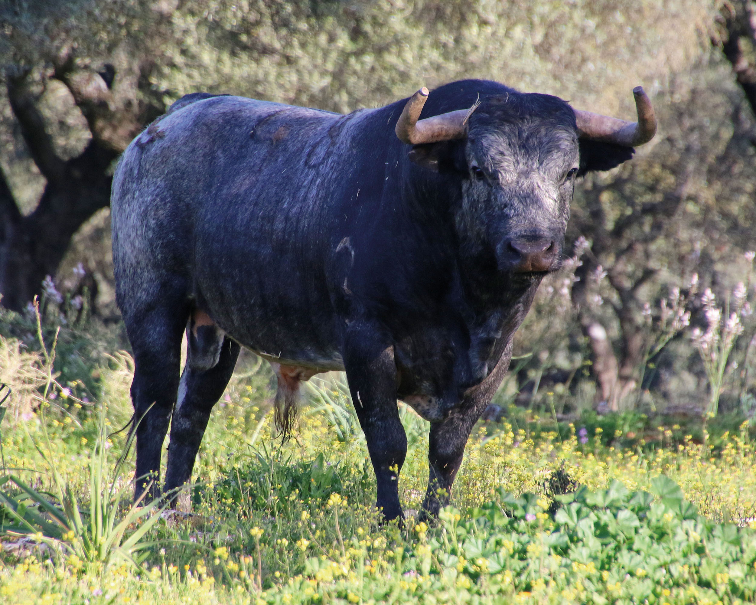Toros de La Quinta para la Feria de San Ignacio de Azpeitia