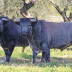 Toros de La Quinta para la Feria de San Ignacio de Azpeitia