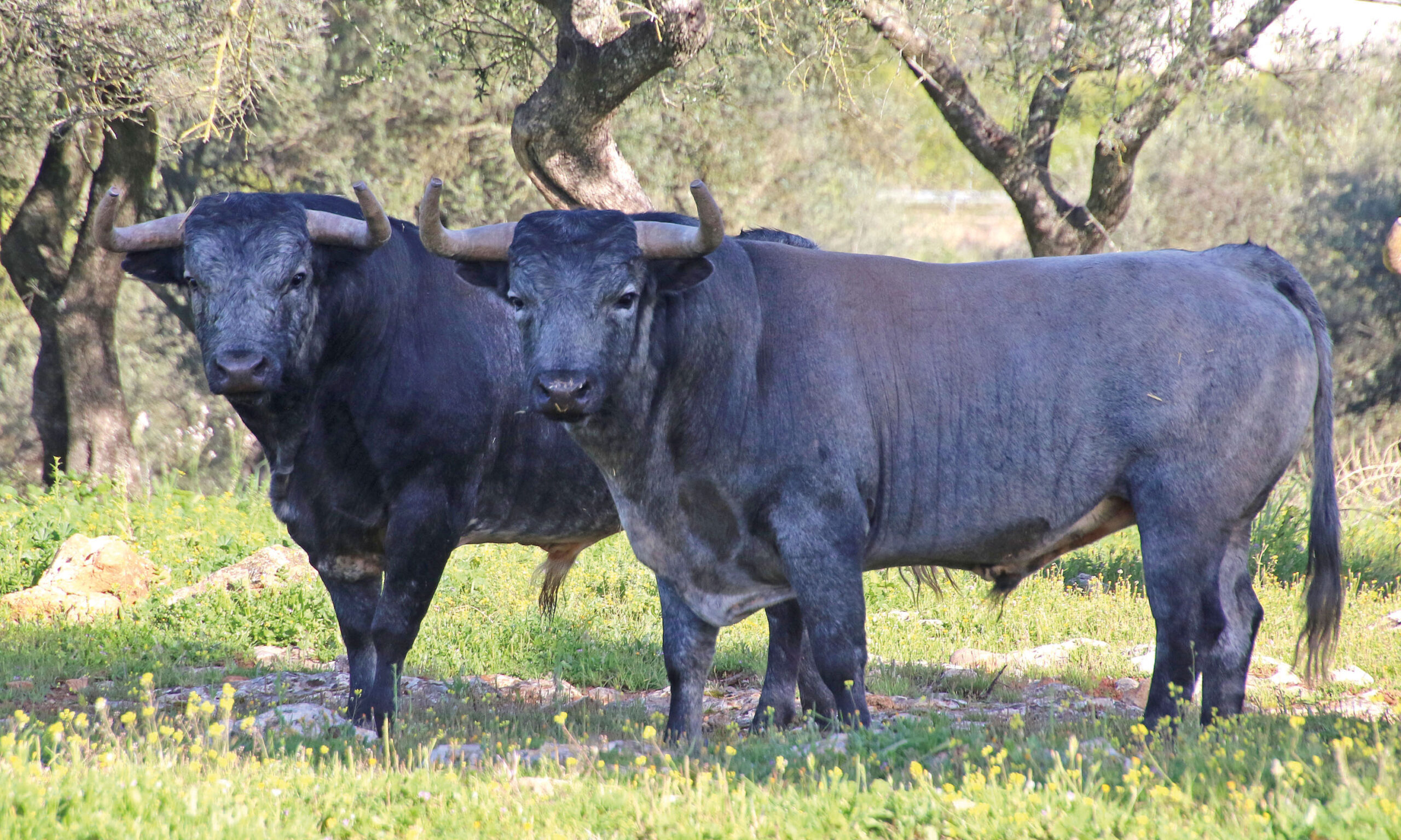 Toros de La Quinta para la Feria de San Ignacio de Azpeitia