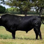 Novillo de Hubert Yonnet