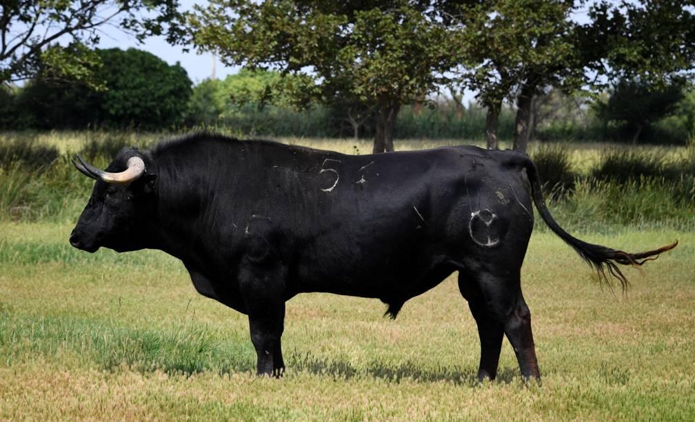 Novillo de Hubert Yonnet