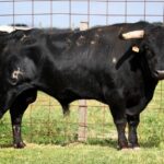 Novillo de Jalabert Hnos.