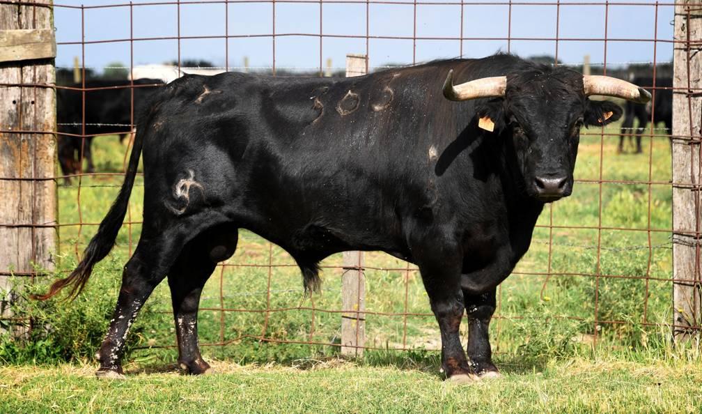 Novillo de Jalabert Hnos.