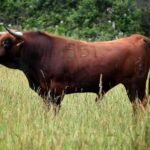 Novillo de Pagès-Mailhan