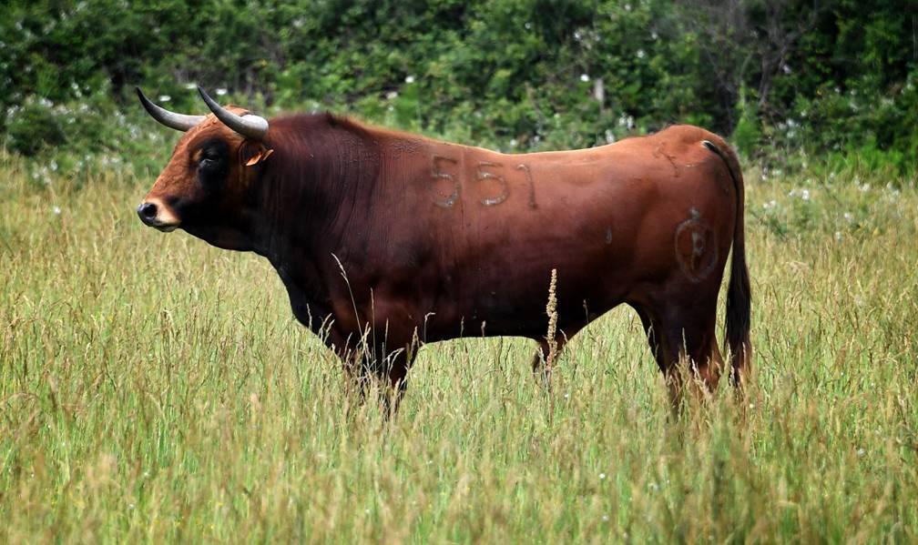 Novillo de Pagès-Mailhan